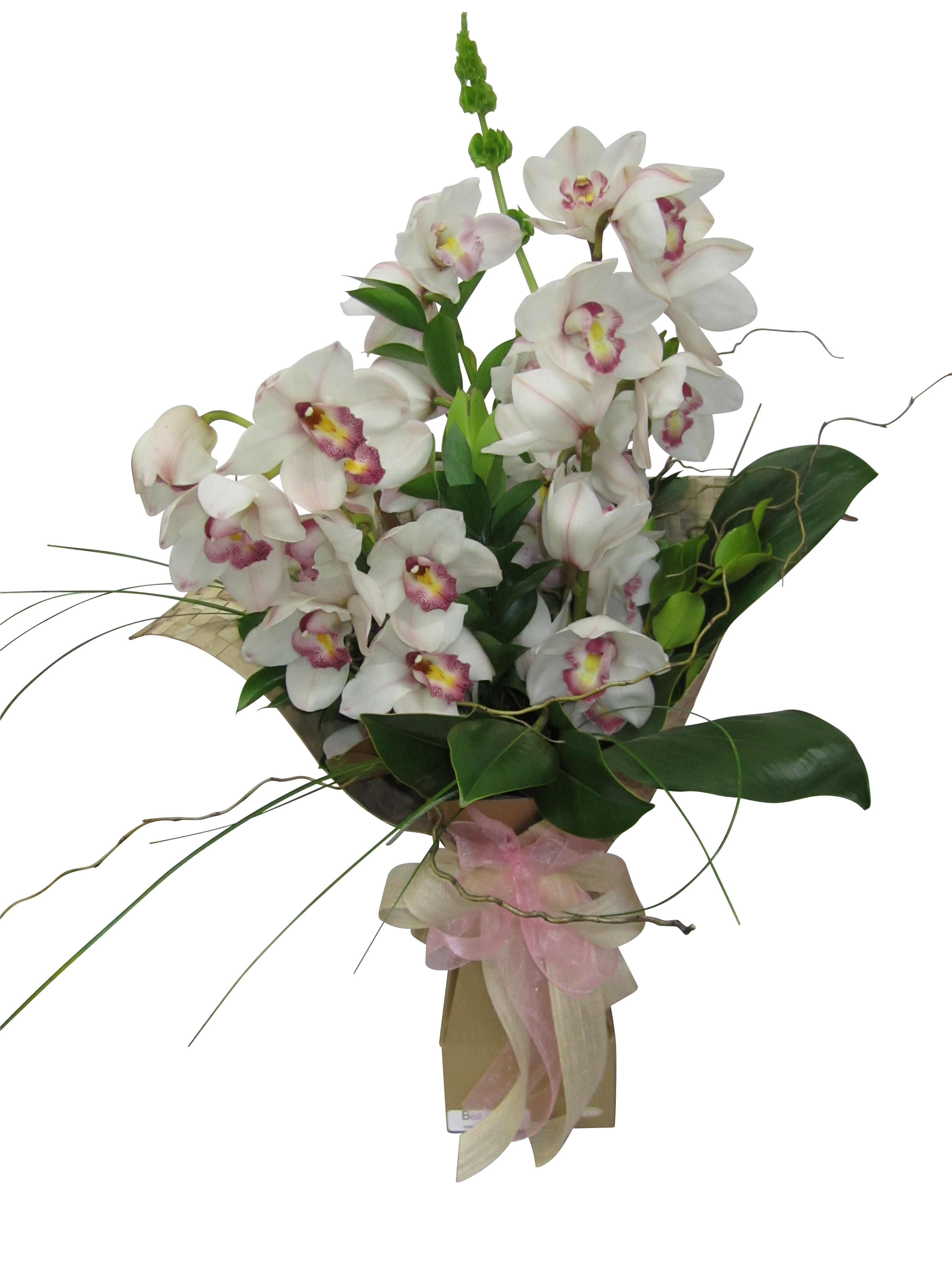Orchids Delivery in Auckland